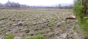 Anggota DPRA Tgk.H.Attarmizi  Saluran Irigasi Tersier Tidak Berfungsi di Kemukiman Blang Baru Lahan Sawah Terancam Gagal Tanam