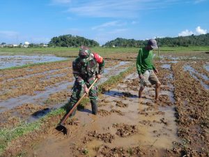 Wujudkan Kemandirian Pangan, TNI Lakukan Pendampingan dan Bantu Petani Olah Lahan di Labuhanhaji ‎